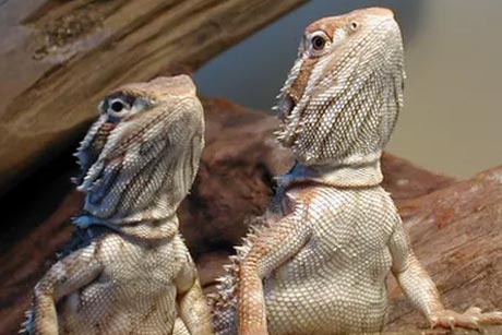 LÉZARDS JUVÉNILES